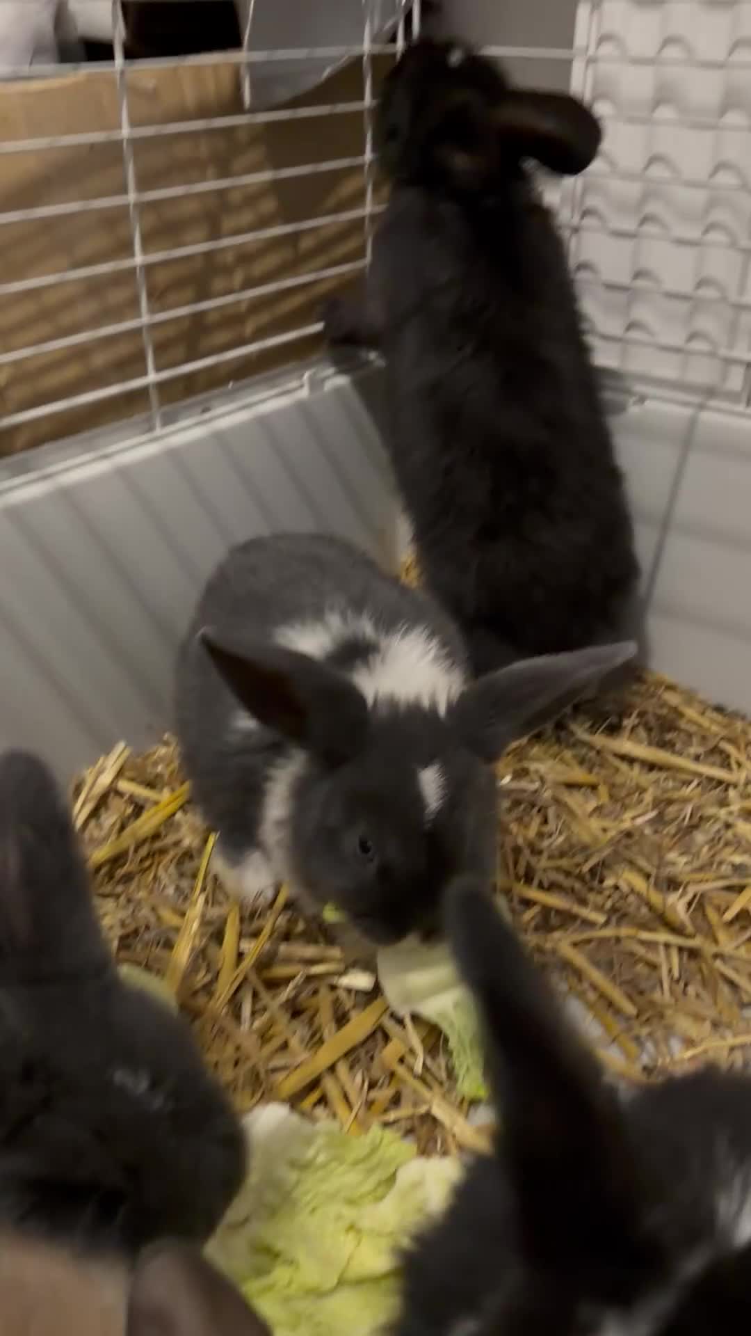 English Lop rabbits for sale: Lop rabbits for sale  - Video 1