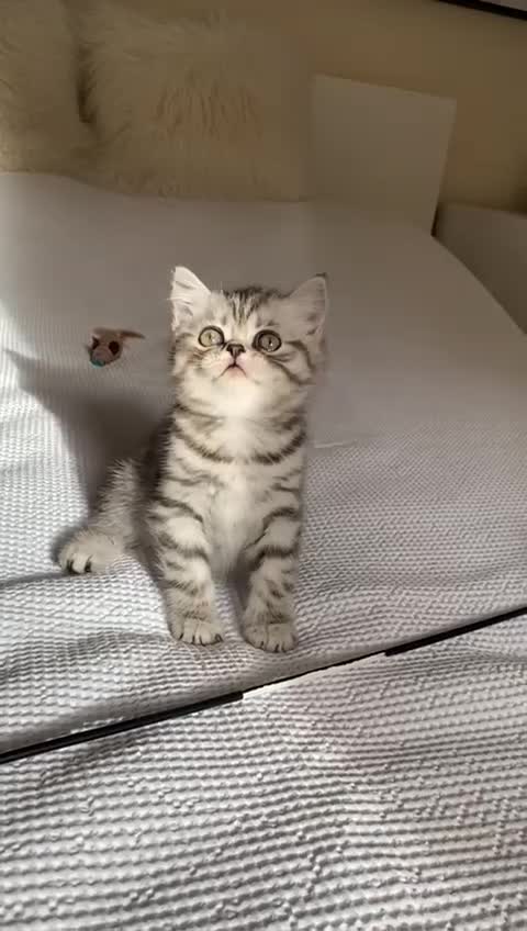 Scottish Fold cats for sale: LICENSED CATTERY Last KittenPURE BREED TOP QUALITY - Video 1