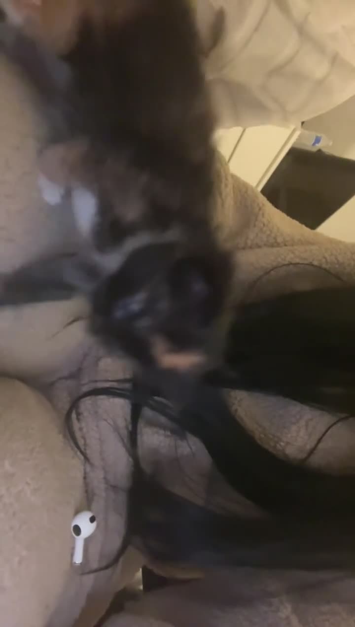 Mixed Breed cats for sale: 4 mixed babies for sale  - Video 2