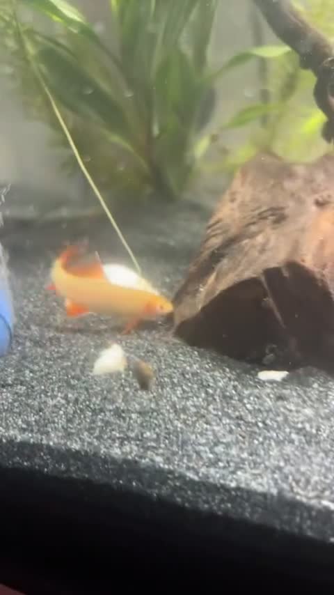 Sharks fish for sale: FREE rainbow shark  - Video 1