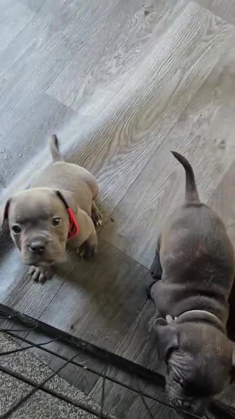 Mixed Breed dogs for sale: French Bulldog x Staffordshire Bull Terrier  - Video 1