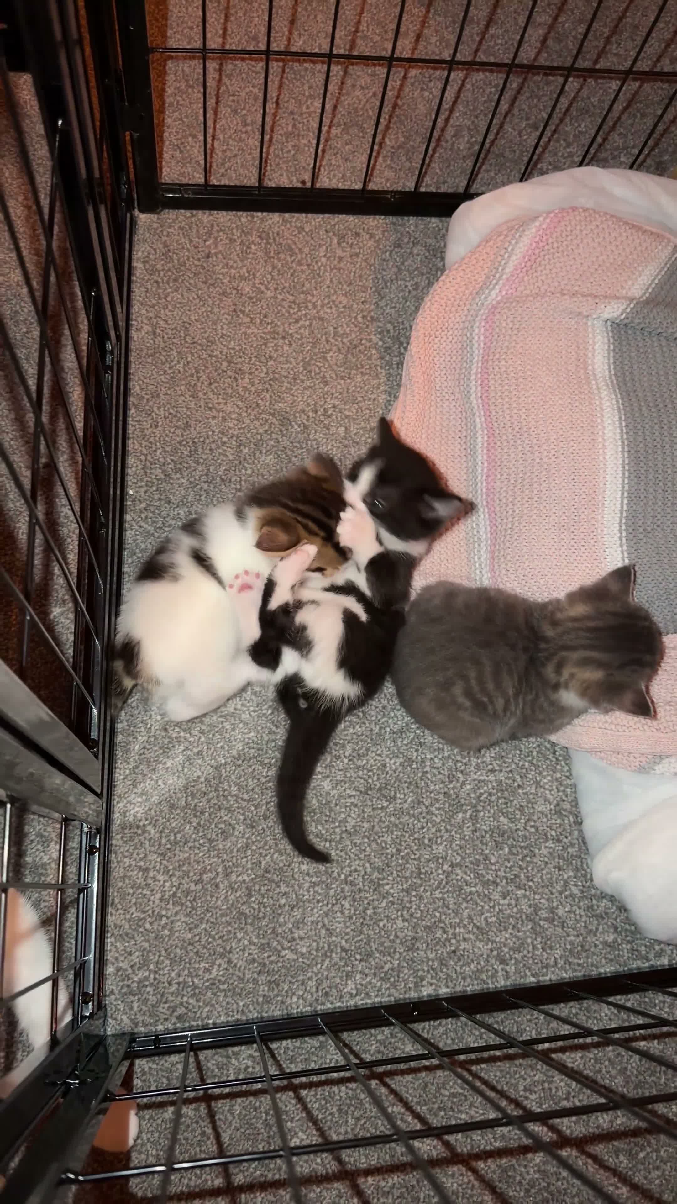 Mixed Breed cats for sale: 3 Beautiful Kittens Ready For New Homes - Video 1