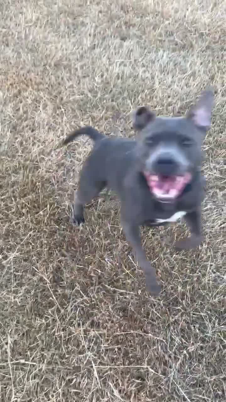 Staffordshire Bull Terrier dogs for sale: Litter of 7 kc registered staffys in Tamworth - Video 2