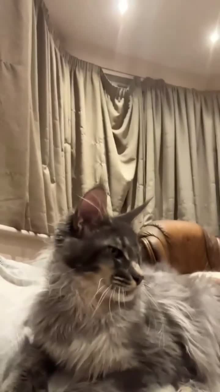 Maine Coon cats for sale: POLYDACTYL MAINE COON KITTENS - Video 3