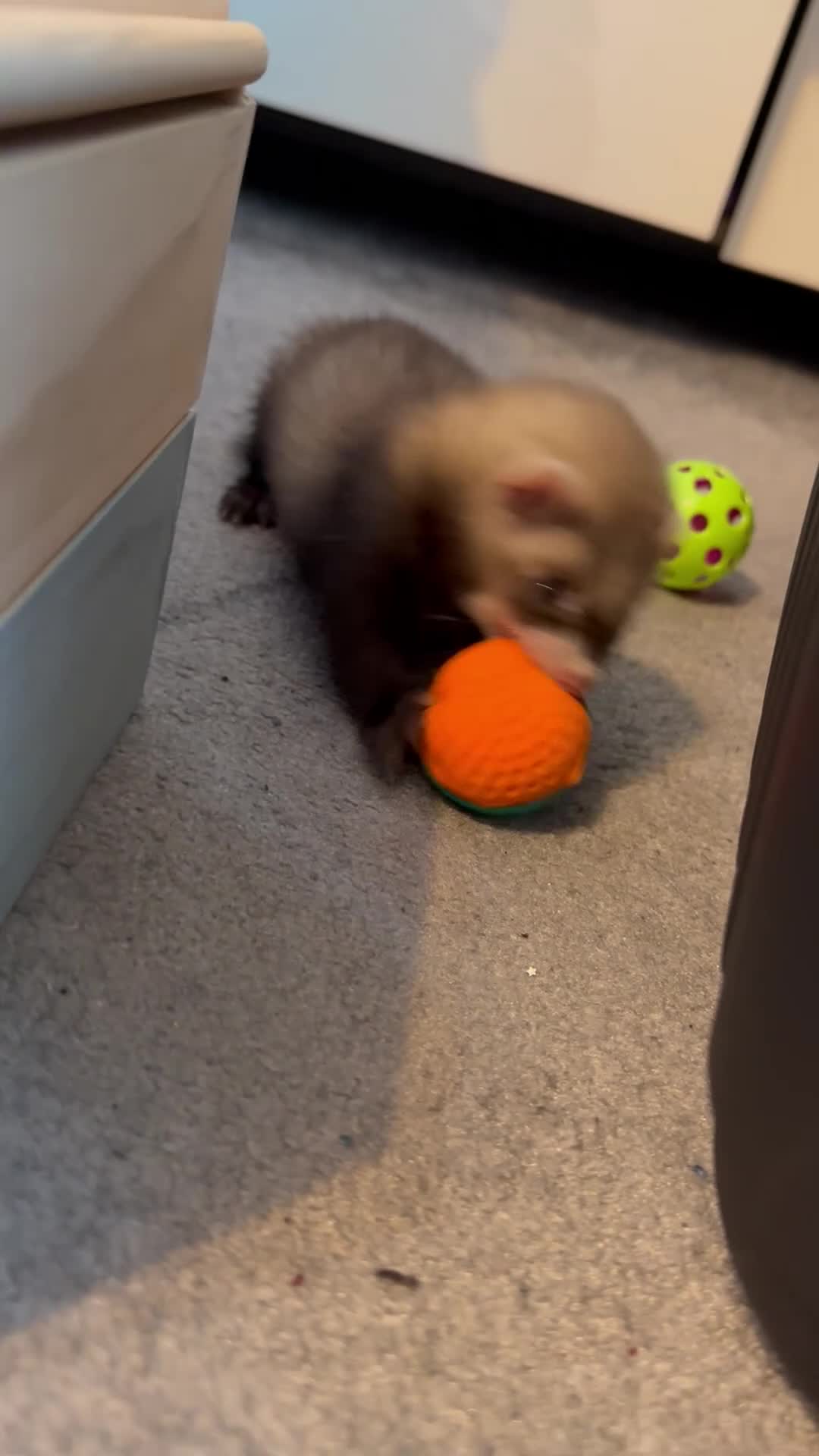 Ferret rodents for sale: Female ferret  in Sheffield - Video 1