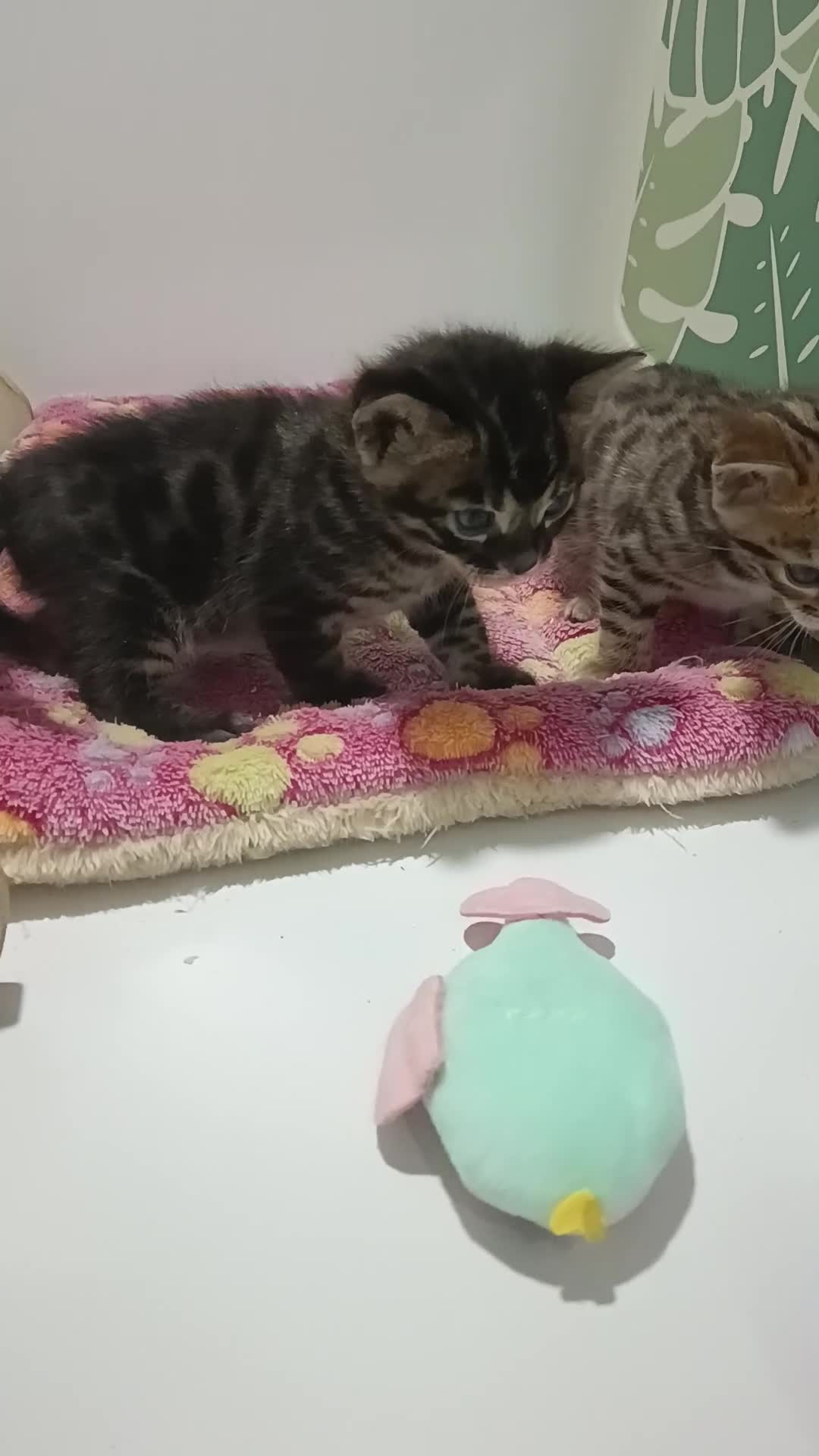 Bengal cats for sale: Pure Bengal kittens - Video 2