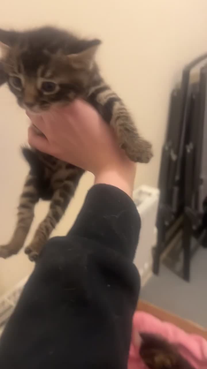 Bengal cats for sale: 3 beautiful, chunky, friendly Bengal X kittens - Video 4