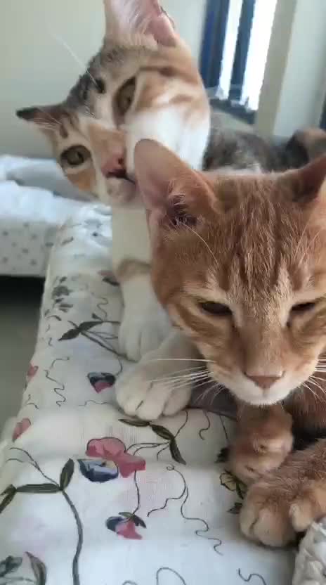Mixed Breed cats for adoption: TALULA RARE GINGER GIRL & CALLIE 6M BONDED GIRL  - Video 4