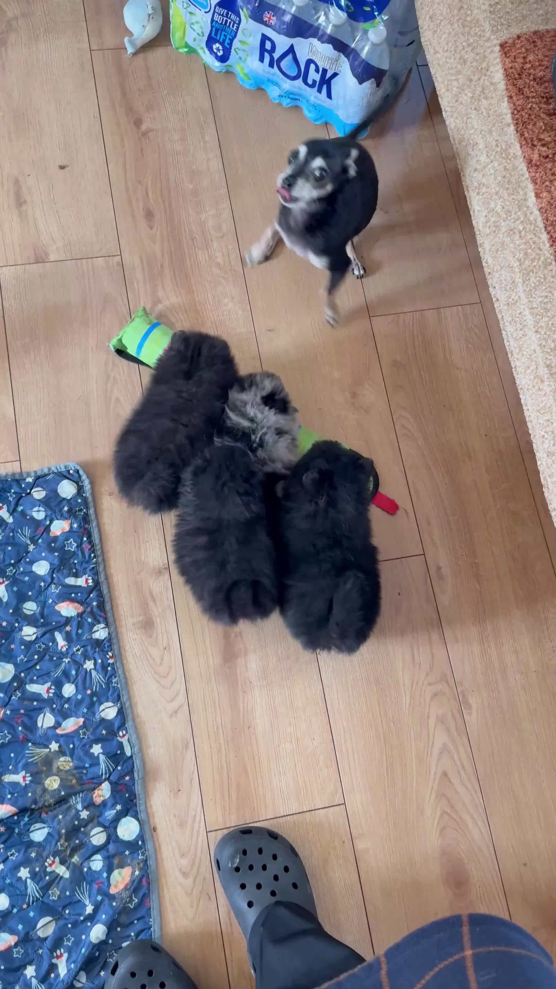 Pomeranian dogs for sale: Pomeranian - Video 1