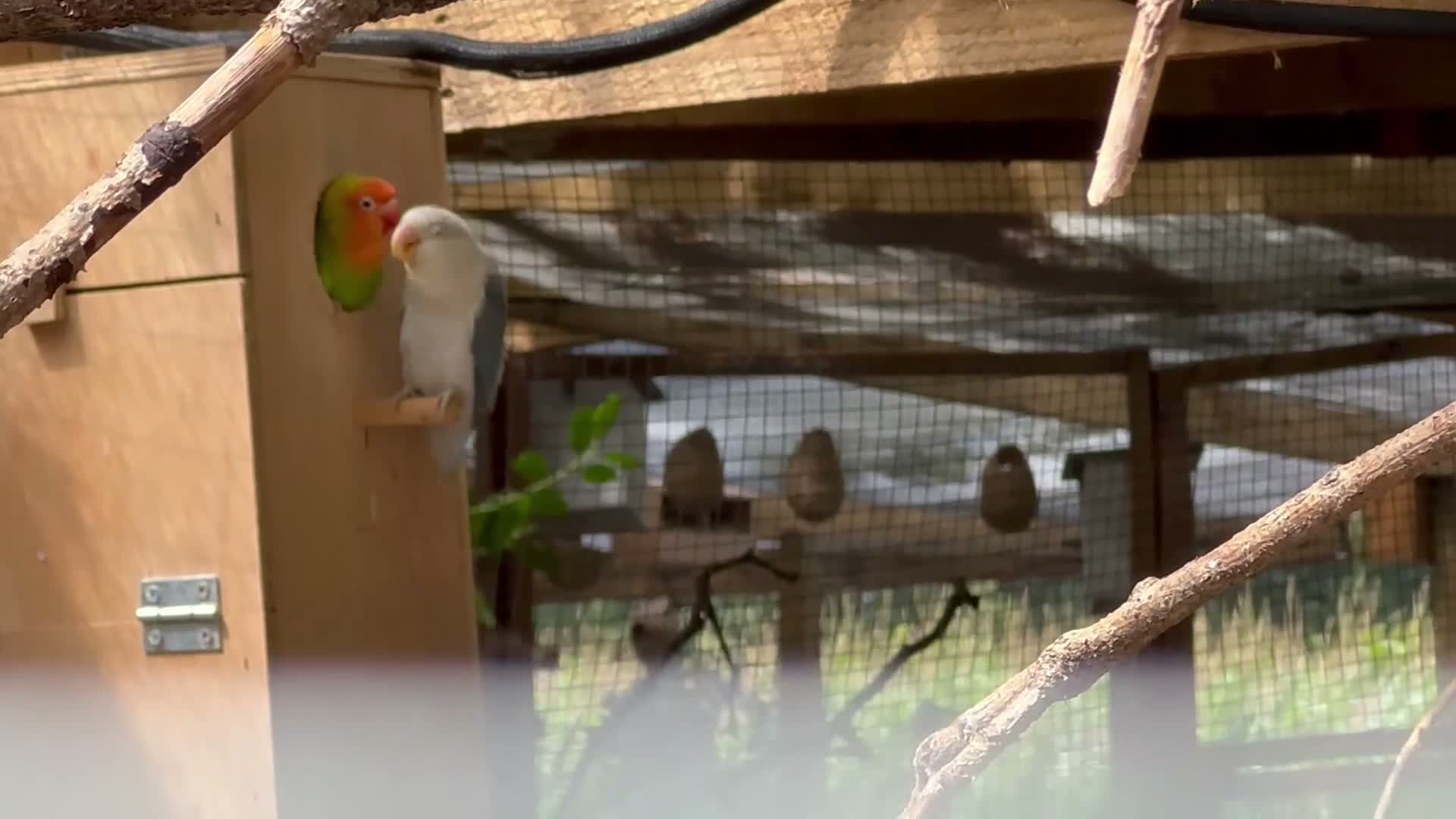 Lovebirds birds for sale: Bonded pair of lovebirds  in Tamworth - Video 2