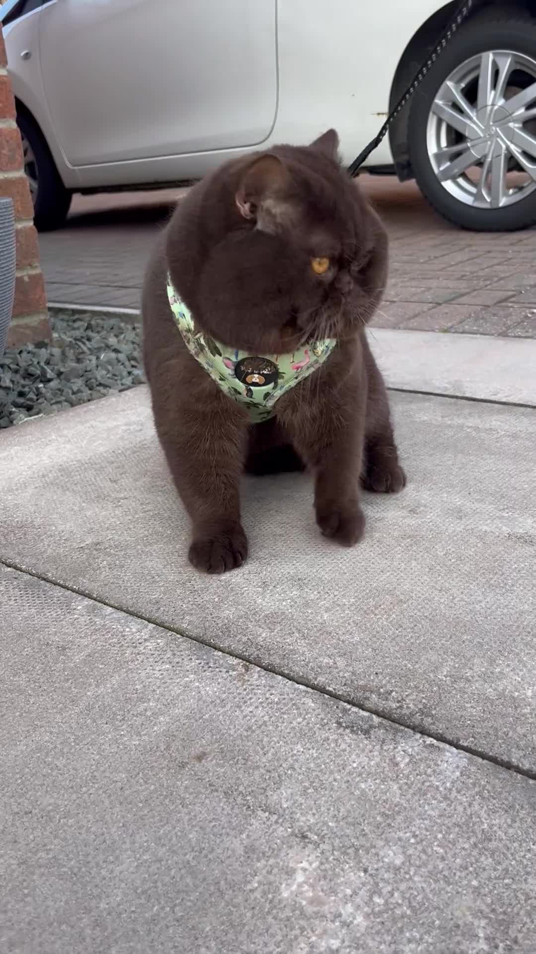 Brazilian Shorthair cats for stud: Chocolate British shorthair stud  - Video 1
