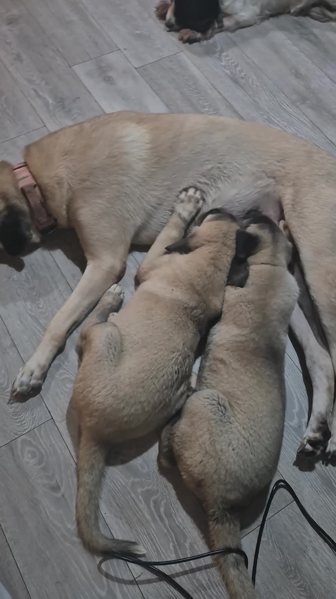 Turkish Kangal dogs for sale: Female Kangals - Video 1