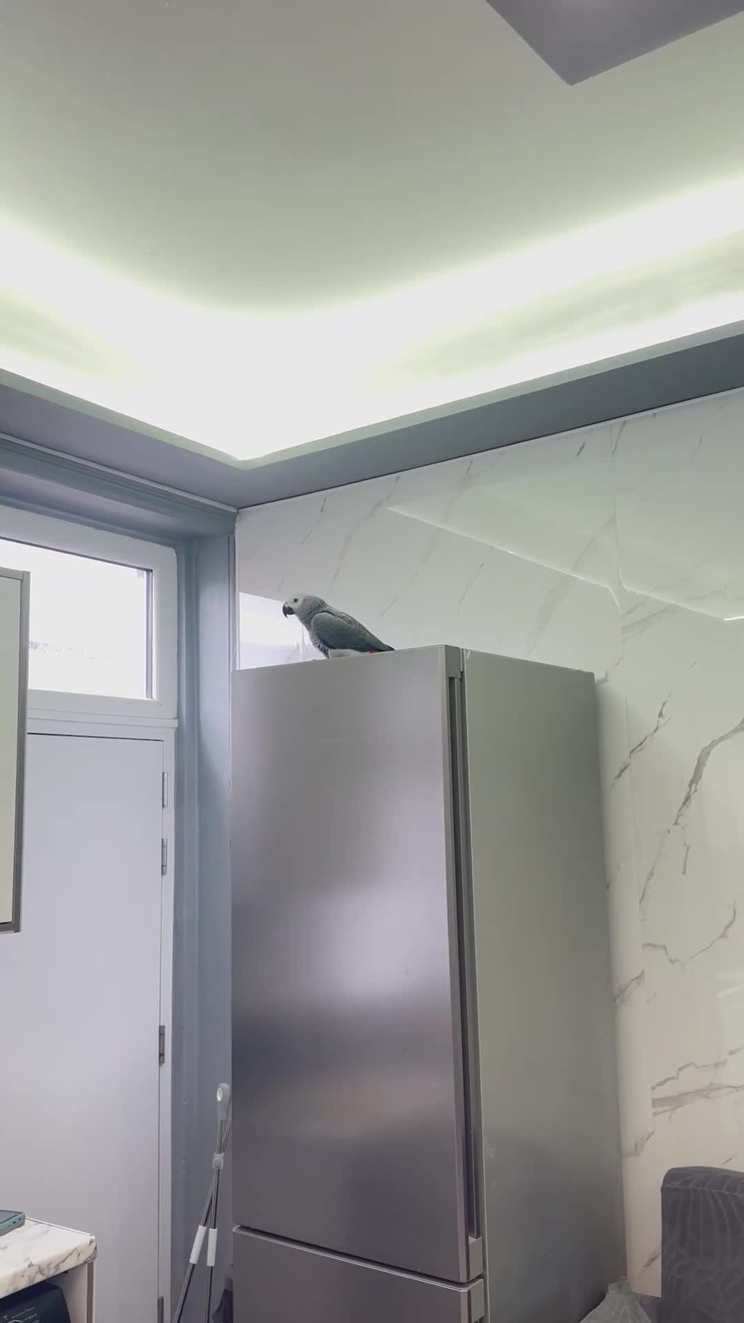 Parrots birds for sale: African Grey 6 Months Old Male Fully Hand Tame  in Bradford - Video 2