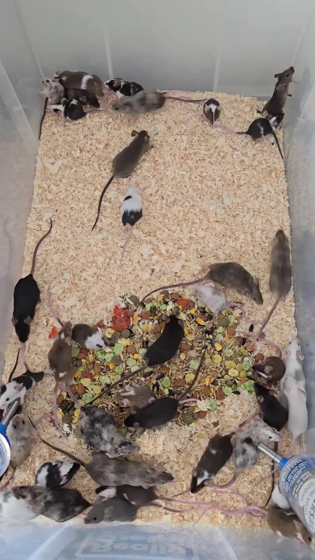 Mouse rodents for sale: Baby Fancy Mice, Mostly Female  - Video 1