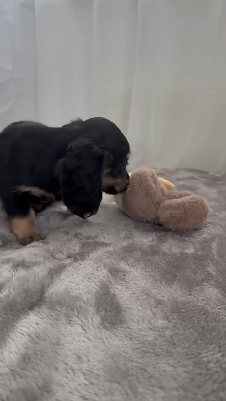 Miniature Dachshund dogs for sale: Beautiful long coat puppies ready now - Video 1