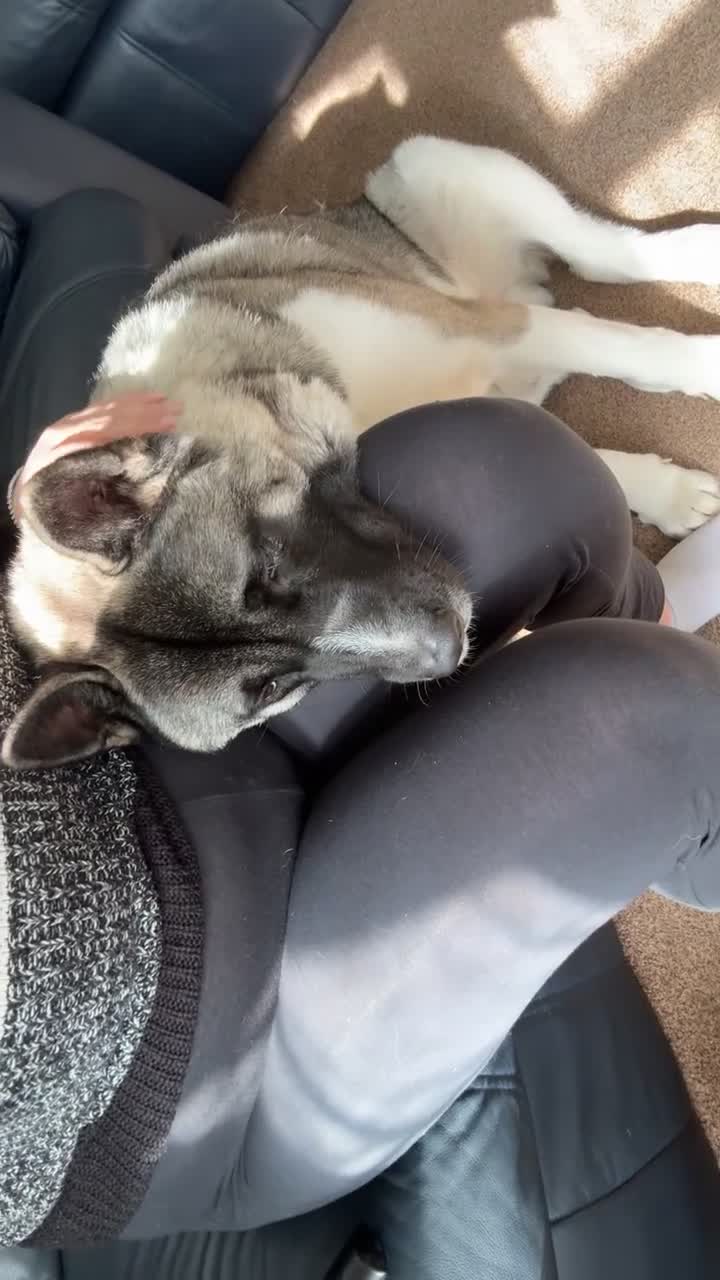 Akita dogs for sale: Male American Akita   in Clacton-on-Sea - Video 2