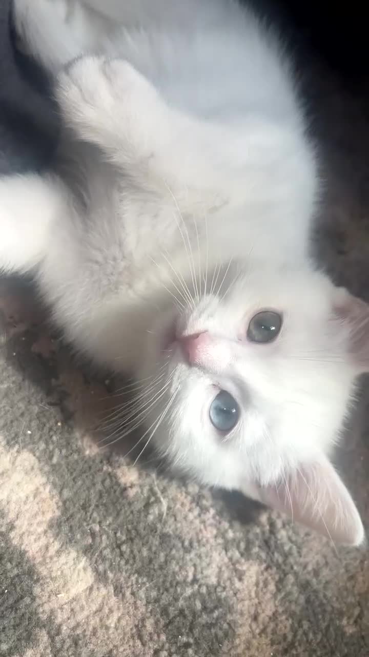 Ragdoll cats for sale: Ragdoll X British Shorthair Kittens - Video 2