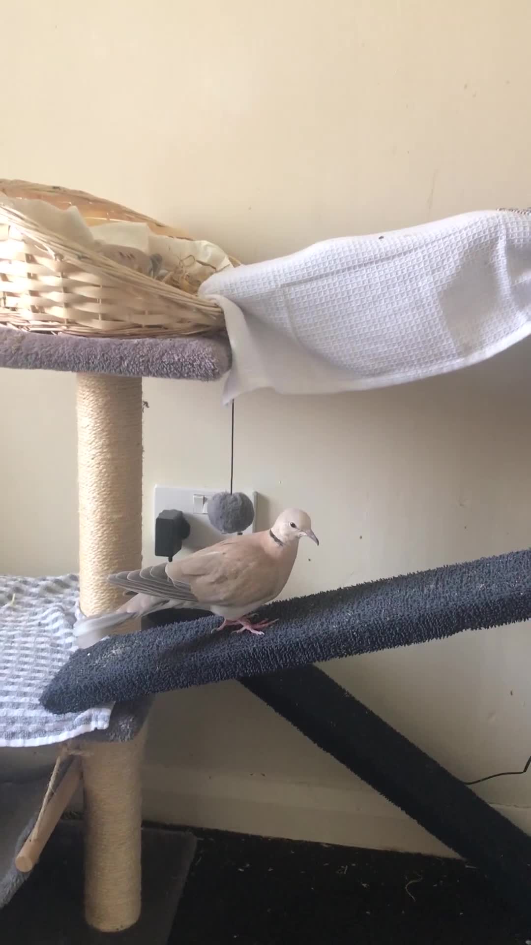 Doves birds for sale: Ring neck doves indoor pets  - Video 1