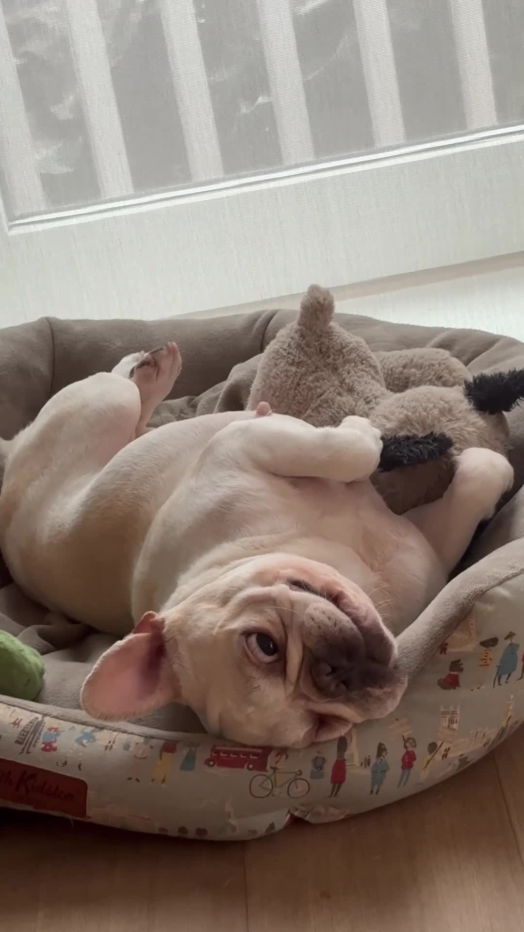 French Bulldog dogs for sale: £350, Platinum Cream Fawn Female - Video 4