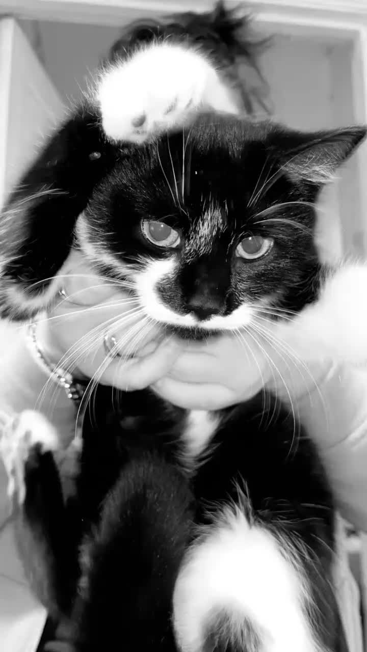 Mixed Breed cats for sale: Male and female tuxedo kittens  in Pontefract - Video 1