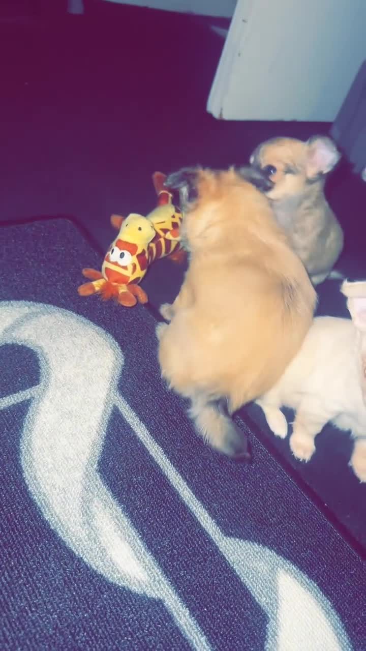 Chihuahua dogs for sale: 3 beautiful chihuahua puppy’s - Video 1