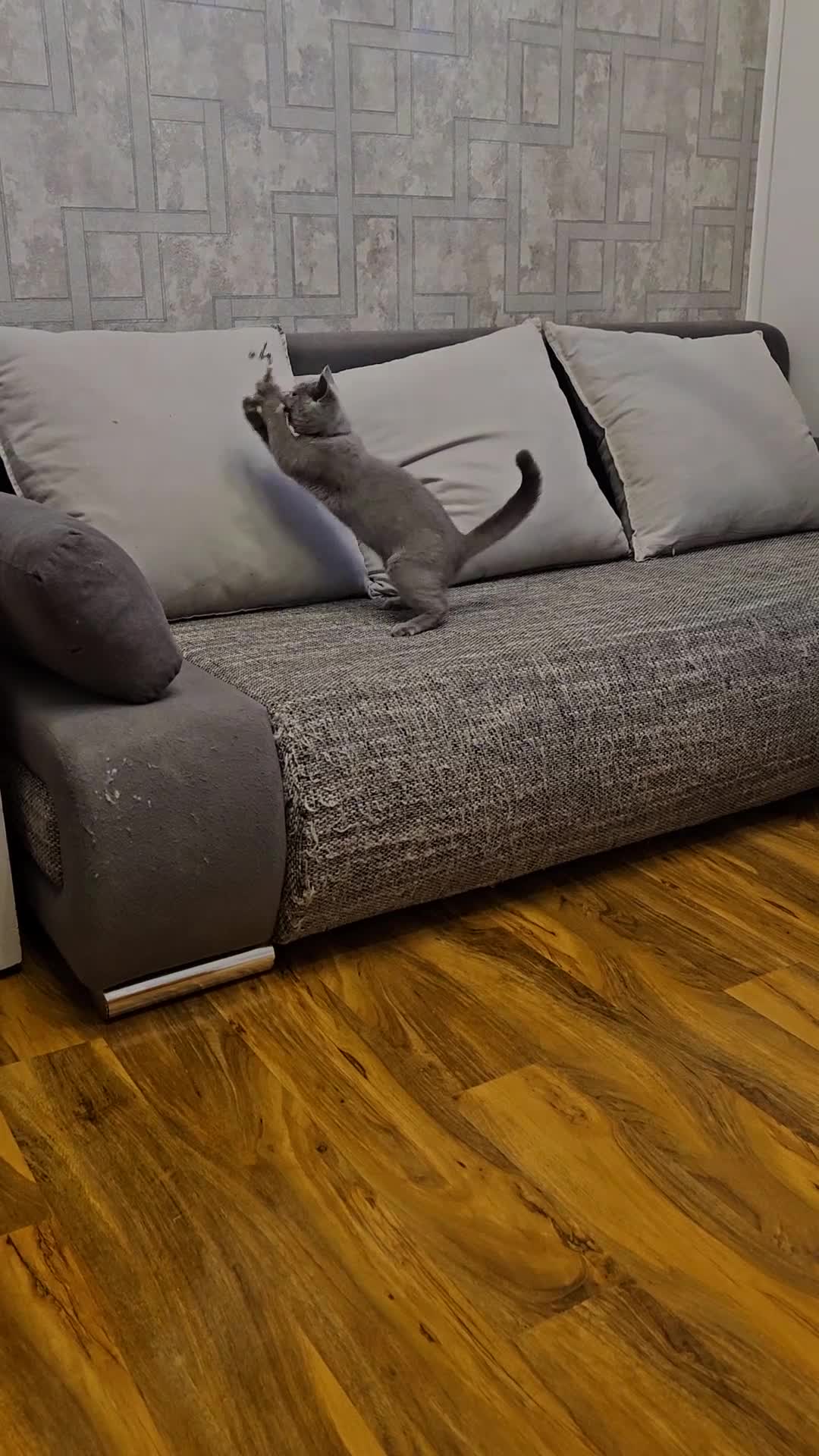 British Shorthair cats for sale: British Shorthair (last girl left) - Video 3