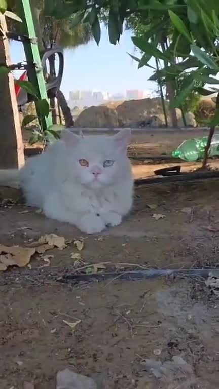 Mixed Breed cats for adoption: Poirot  - Video 2