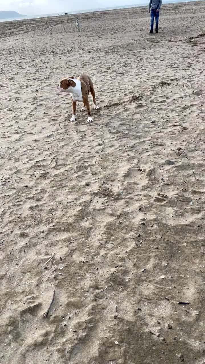 Alapaha Blue Blood Bulldog dogs for sale: Bonnie - Video 1