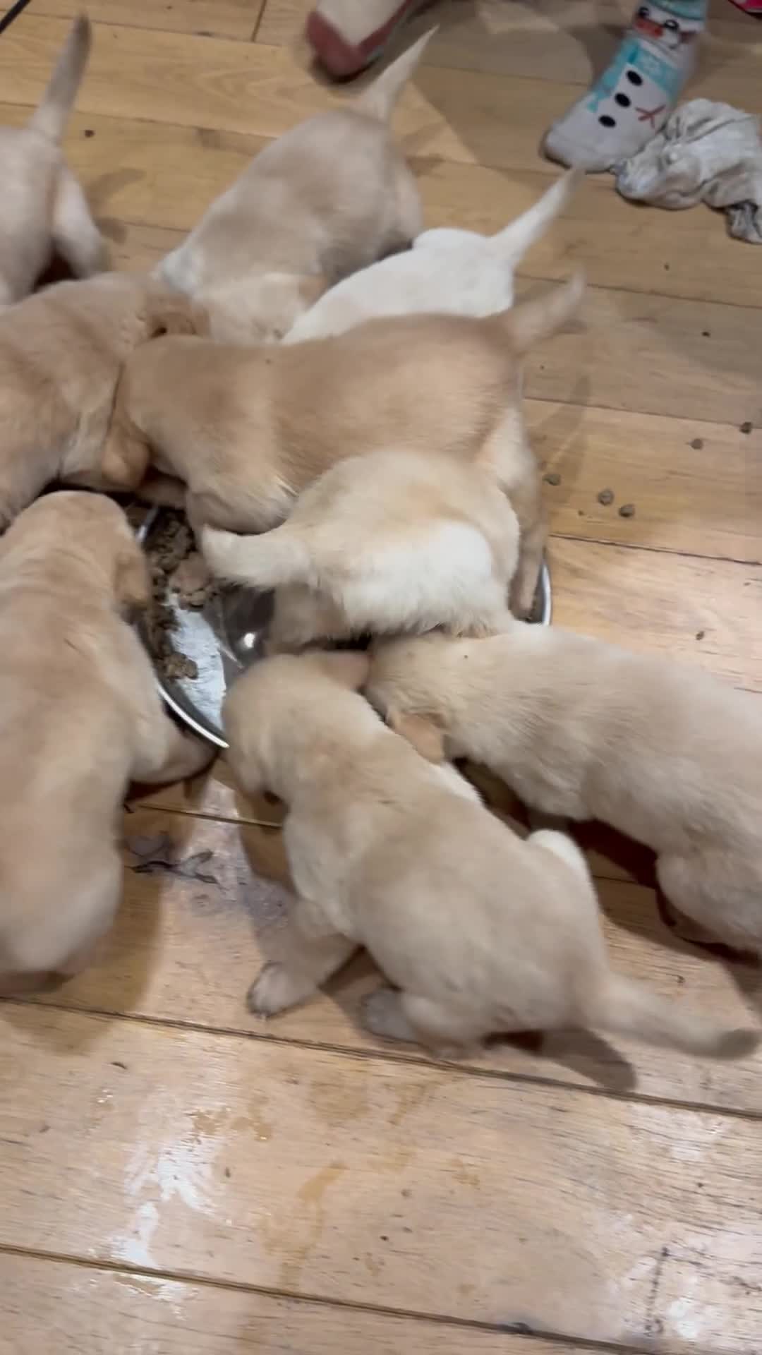 Goldador dogs for sale: Goldador puppies, Labrador x Golden Retiever  - Video 1