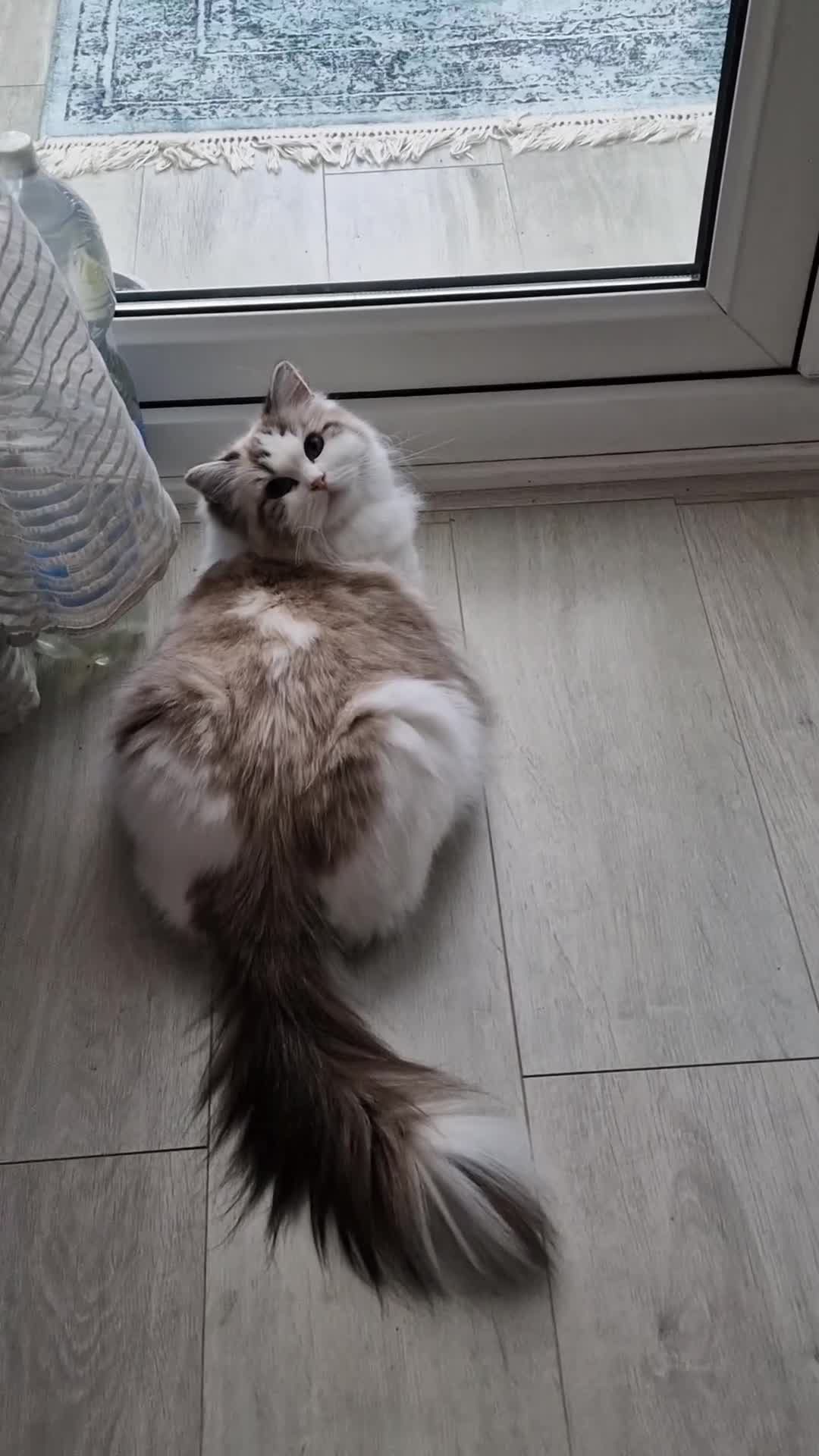 Ragdoll cats for sale: 🥰🎀 2 Stunning retired Queens top European lines - Video 2