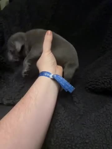 Staffordshire Bull Terrier dogs for sale: Pedigree Staffordshire bull terrier pups  - Video 5