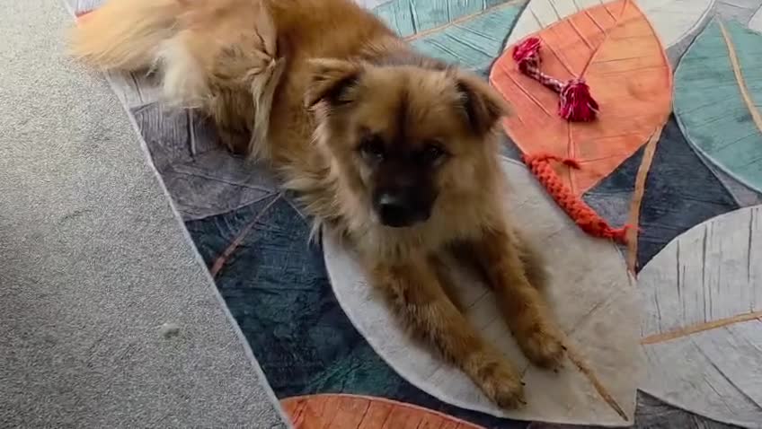 Mixed Breed dogs for adoption: ALFIE, 4 yrs, 16kg, sociable, loves people & dogs in Newark - Video 1