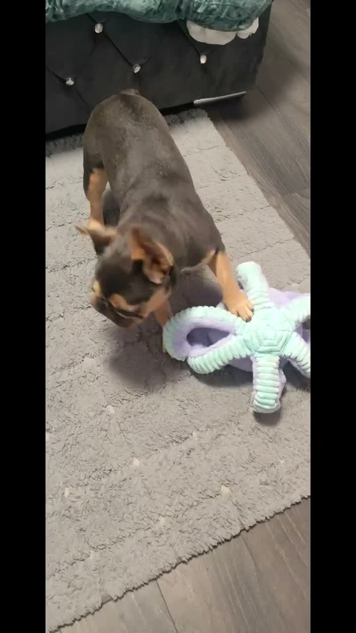 French Bulldog dogs for sale: 🐾 Beautiful 6-Month-Old French Bulldog  - Video 1