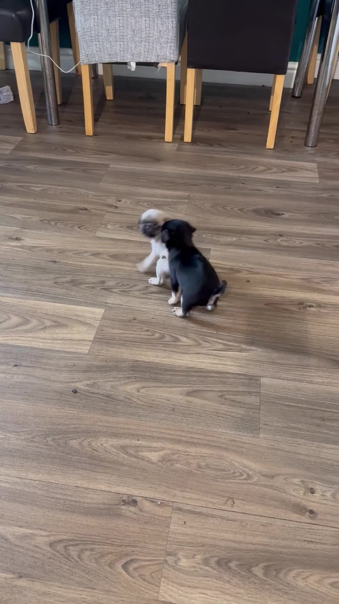 Pug dogs for stud: Pug for stud - Video 1