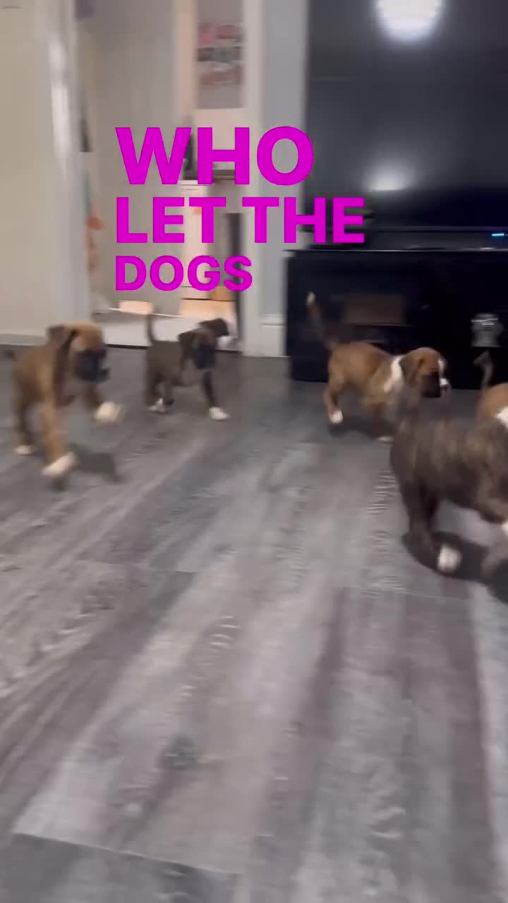 Boxer dogs for sale: 6 boxer pups available in three weeks time 🐾 - Video 1