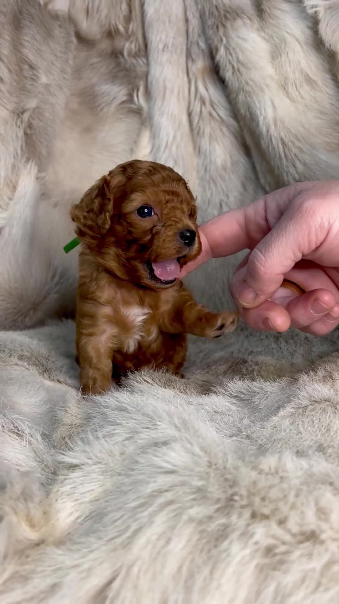 Cavapoochon dogs for sale: 5 ⭐️ LICENSED BREEDER HEALTH TESTED CAVAPOOCHONS - Video 2