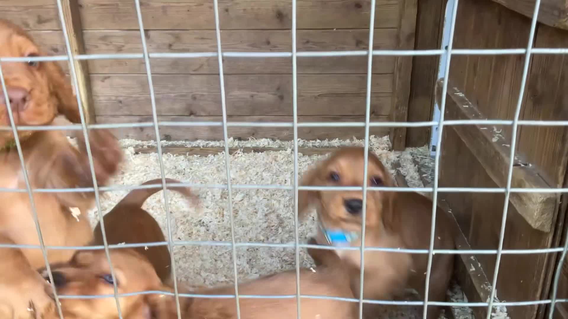 Cocker Spaniel dogs for sale: Hereditary clear working cocker spaniels - Video 3