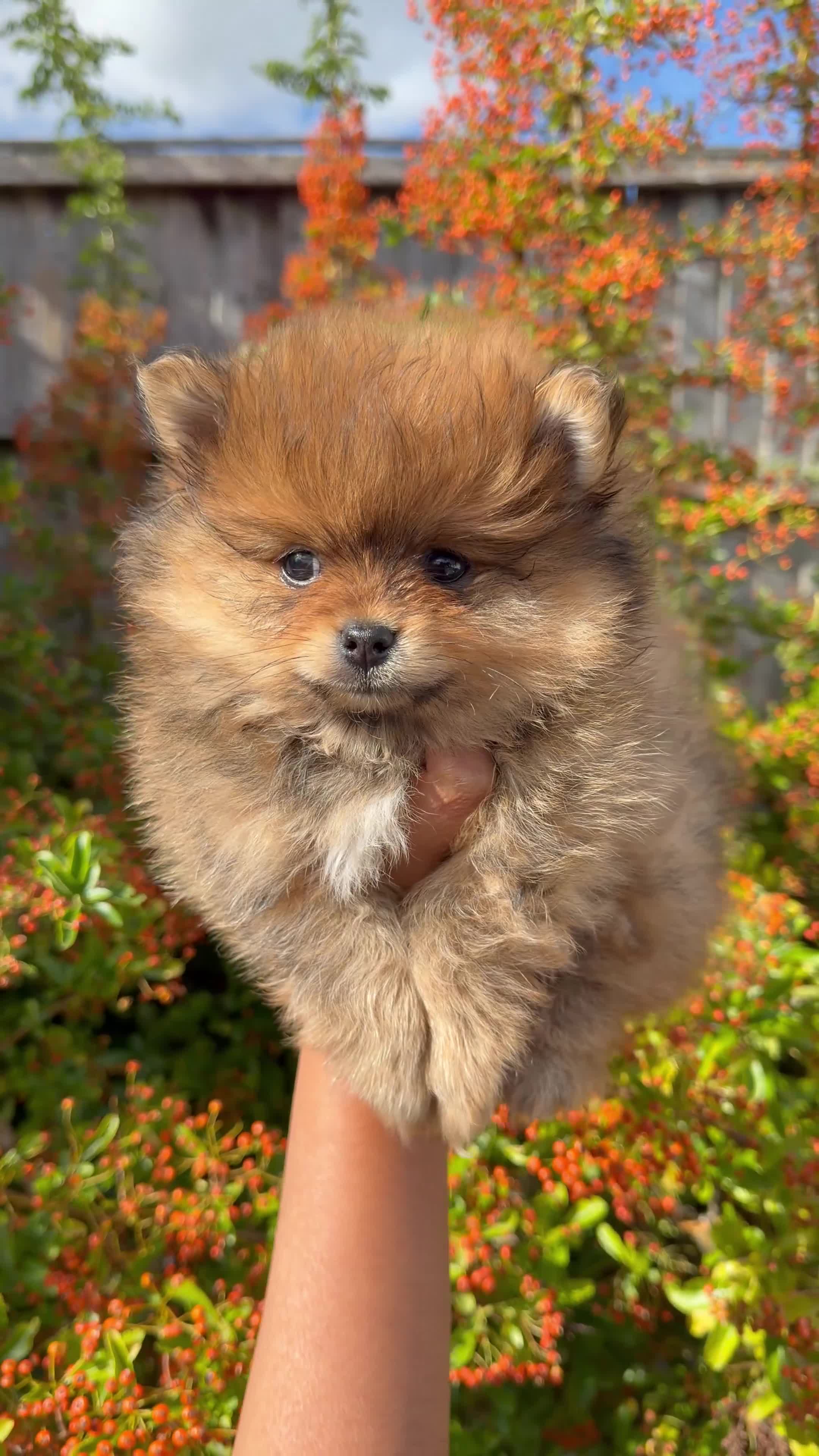 Pomeranian dogs for sale: Top quality teddy bear Pomeranian boys  - Video 1