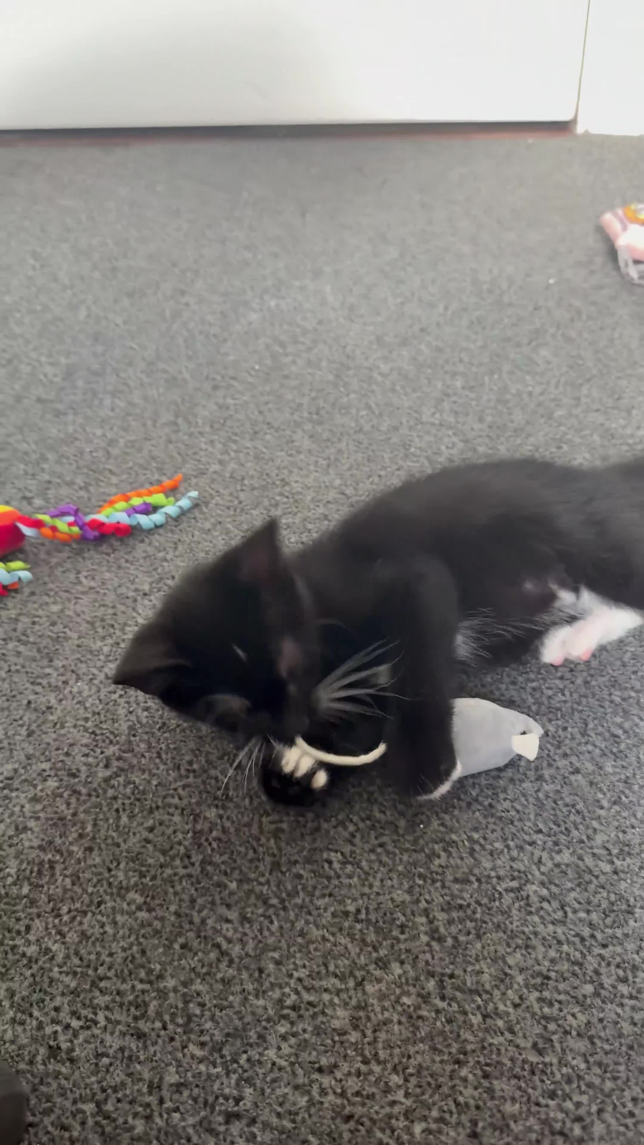 Mixed Breed cats for sale: Black and white kitten for sale in London - Video 1