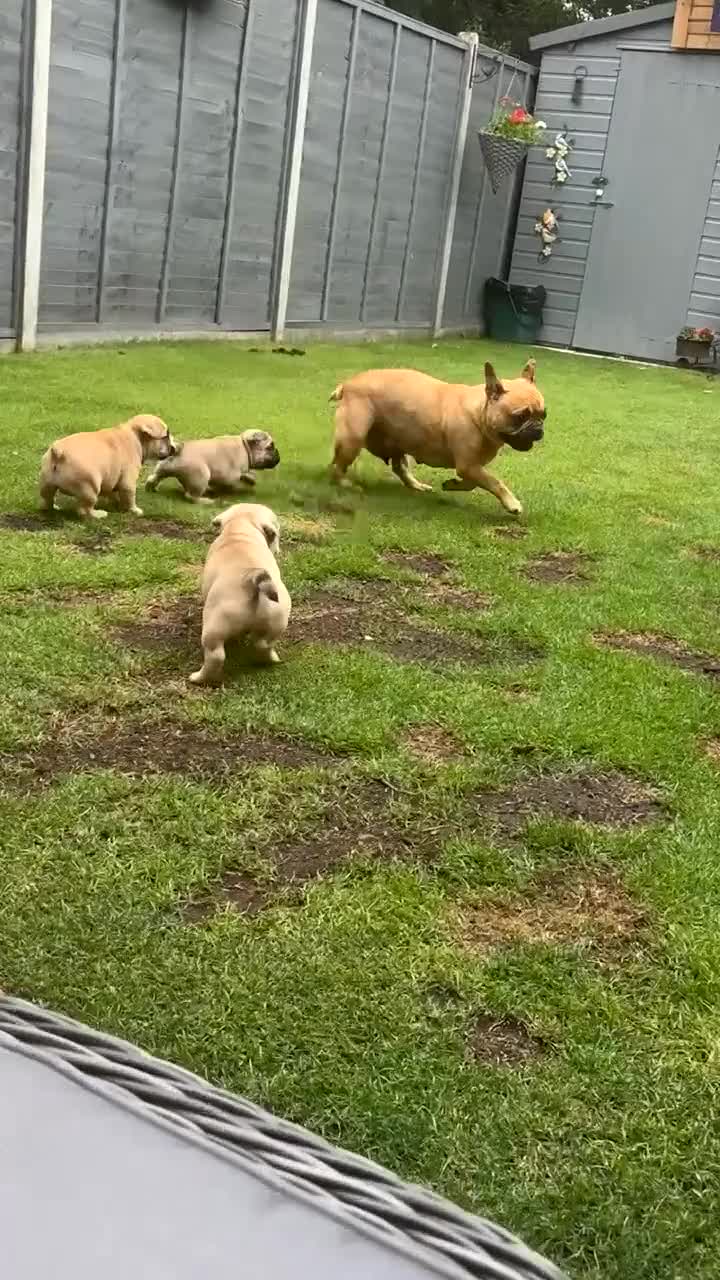 Mixed Breed dogs for sale: French bulldog/ British bulldog puppies  - Video 1