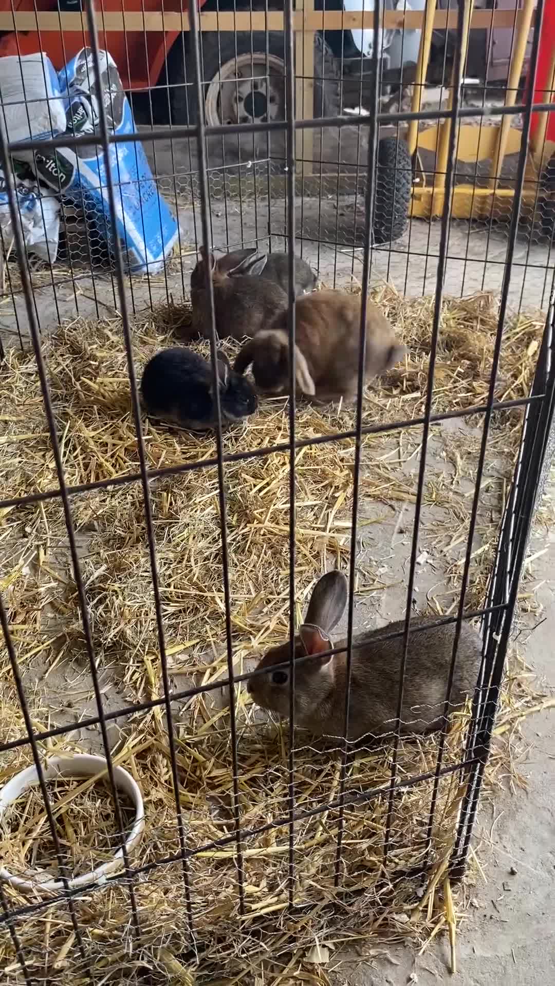 Mixed Breed rabbits for sale: Beautiful baby bunnies  - Video 1