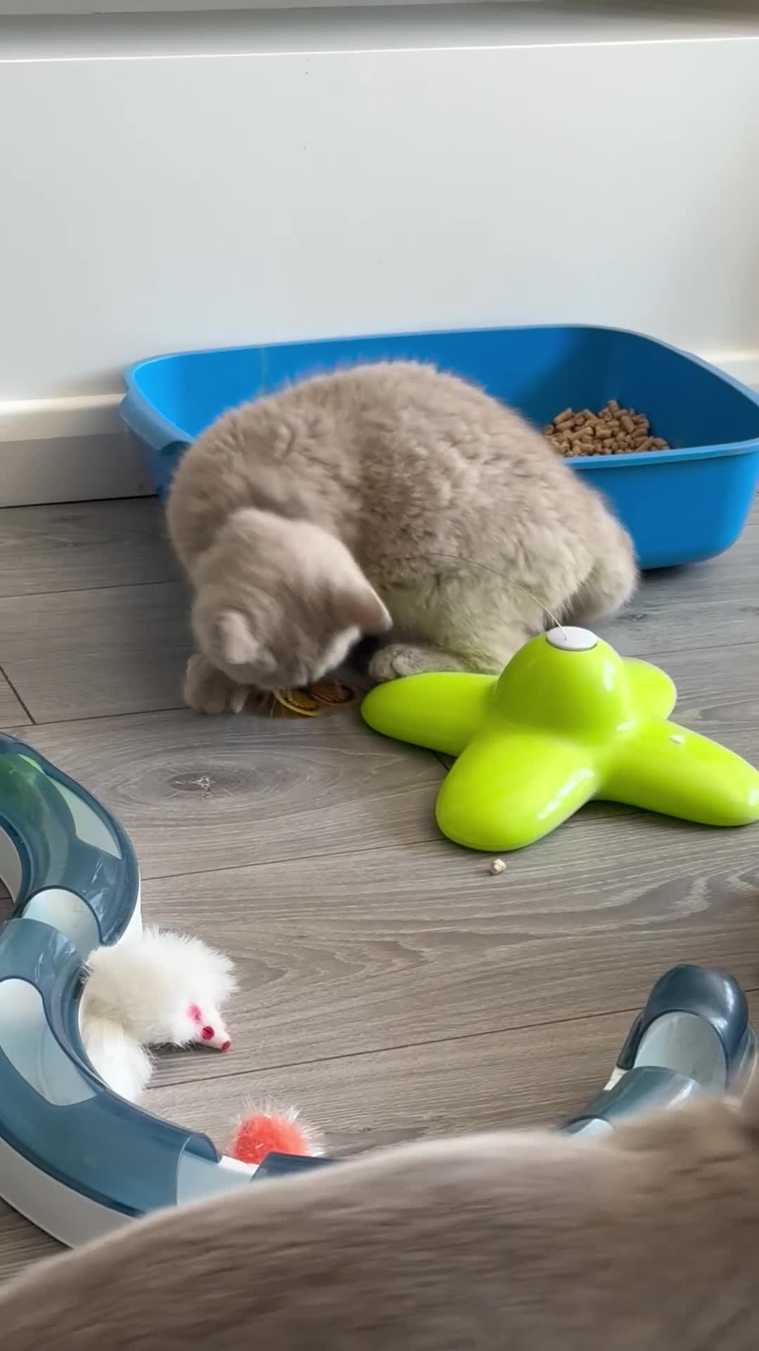 British Shorthair cats for sale: Ready Now - beautiful British Shorthaired Kittens  - Video 2