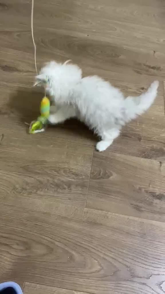 Persian cats for sale: Last 2 left!!!!!!!!!!! - Video 1