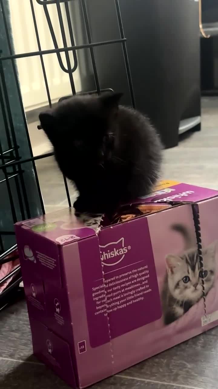 Mixed Breed cats for sale: bengal x - Video 2