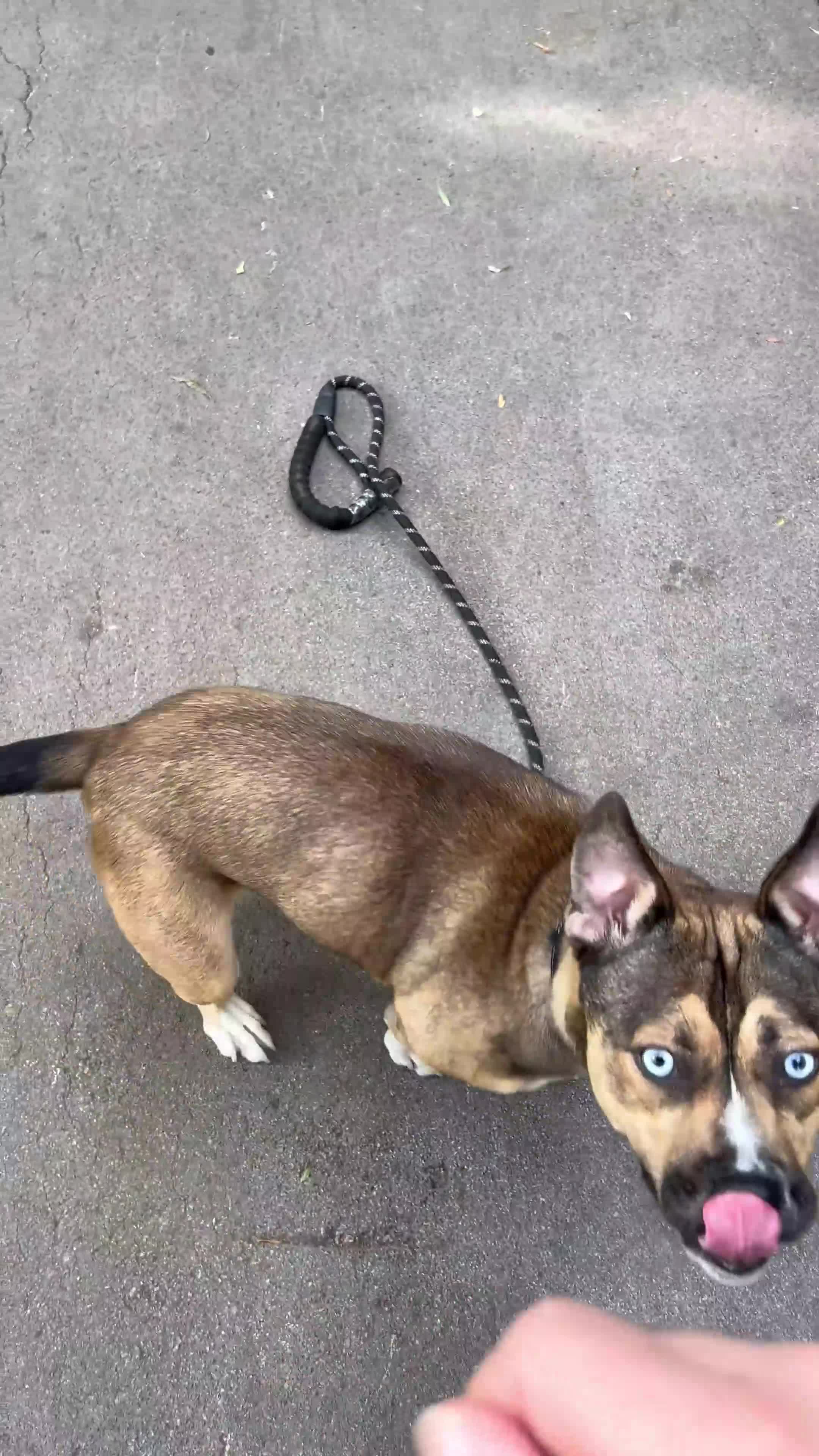 Mixed Breed dogs for sale: Rehome Coco - Video 1