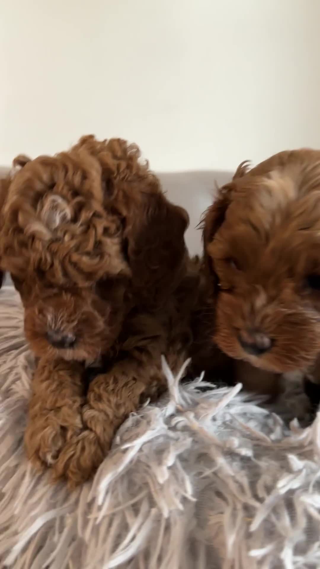 Cavapoo dogs for sale: Stunning Red Cavapoo Boys  - Video 1