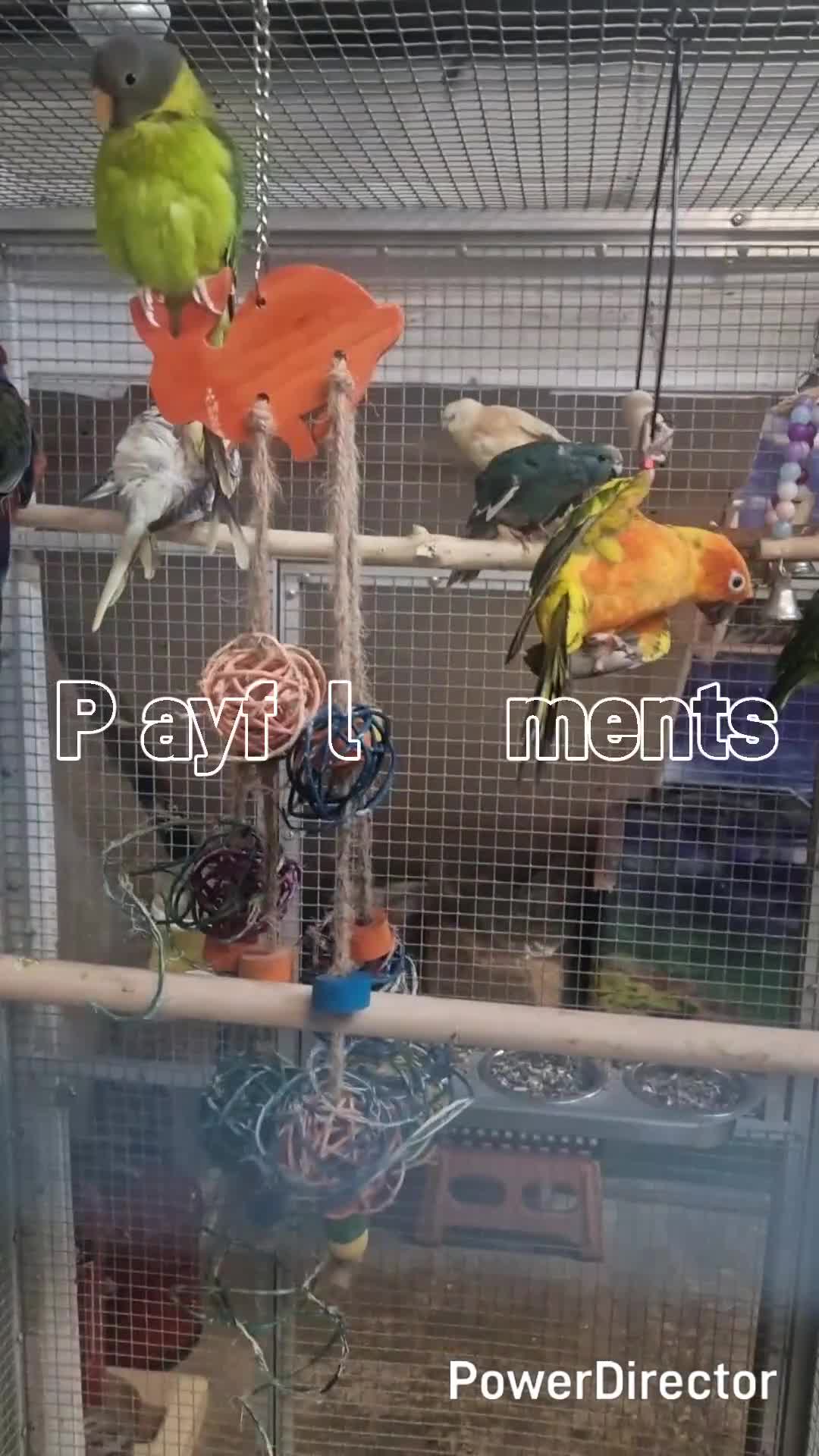 Parrots birds for sale: Amazos/Parakeets/Parrots available  - Video 1