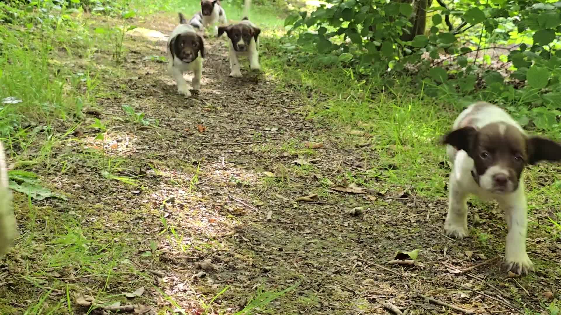 English Springer Spaniel dogs for sale: Working English Springer Spaniel Pups - KC REG - Video 2