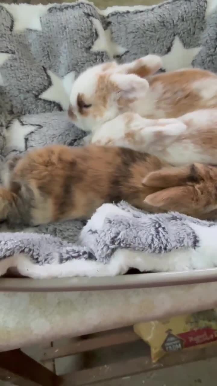 Mini Lop rabbits for sale: MINI LOP BUNNIES - PEDIGREE  in Ilminster - Video 4