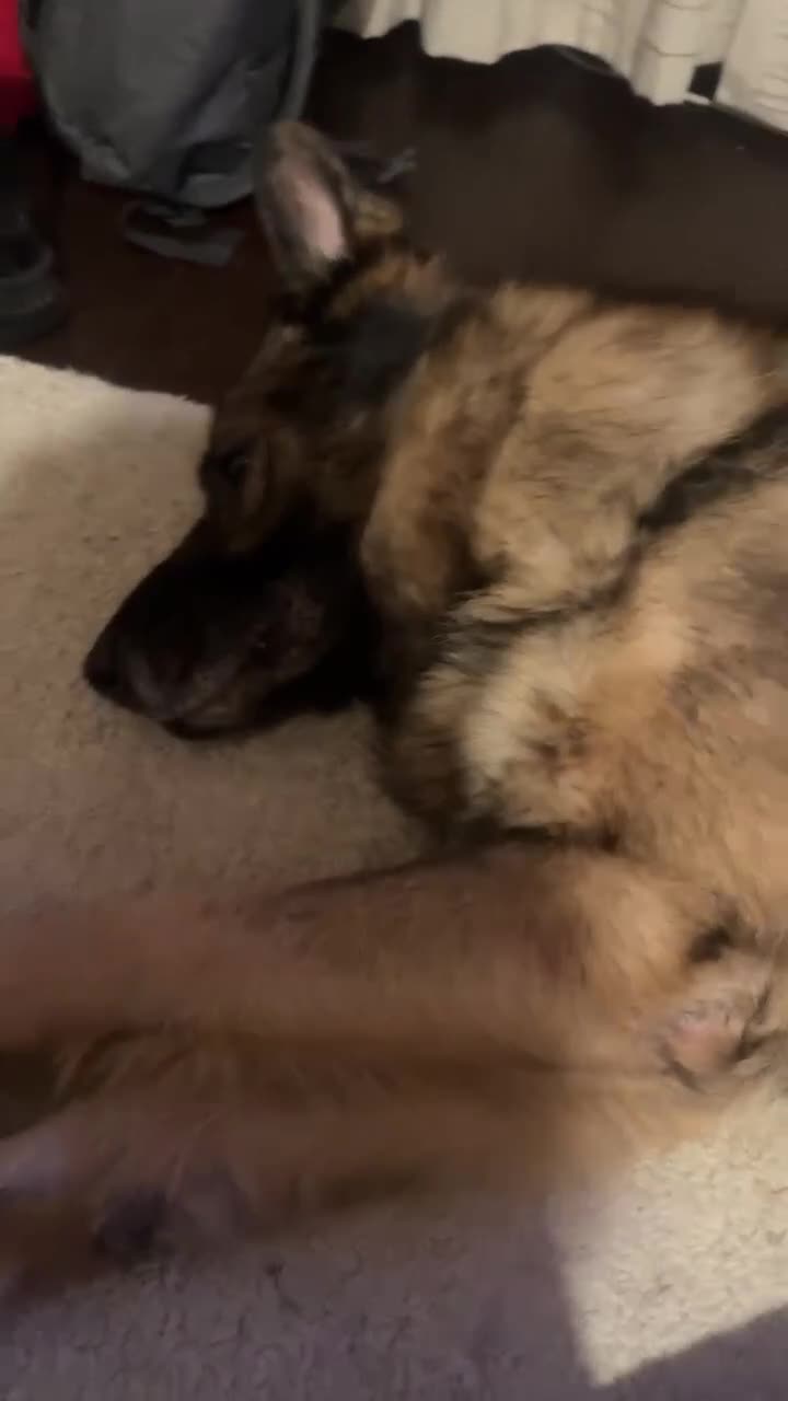 German Shepherd dogs for sale: Playful Smart German Shepherd Needs Home - Video 2